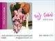 Pashut Yafe Design